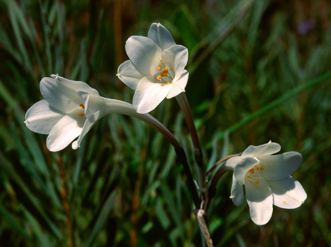 Cyrtanthus leucanthus 