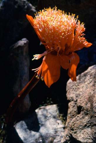 Haemanthus namaquensis