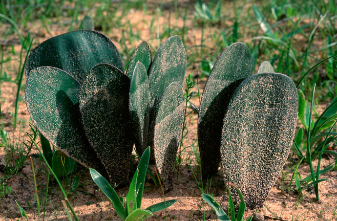 Haemanthus nortieri