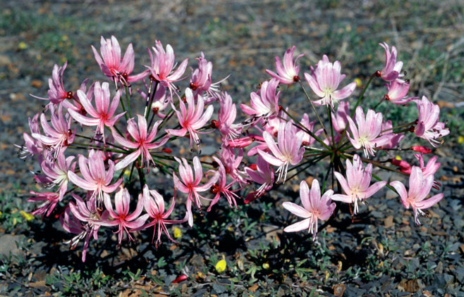 Nerine marincowitzii