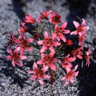 Hessea cinnamomea