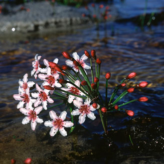 Hessea cinnamomea