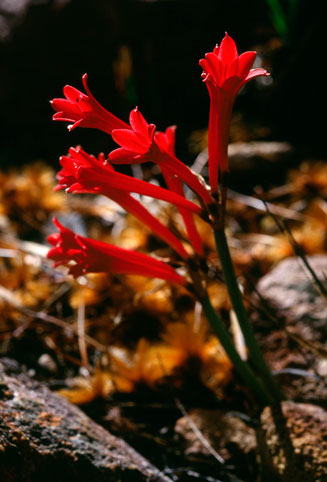 Cyrtanthus odorus
