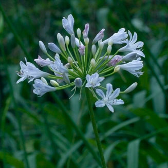 Agapanthus praecox