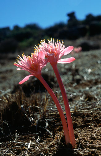 Haemanthus barkerae