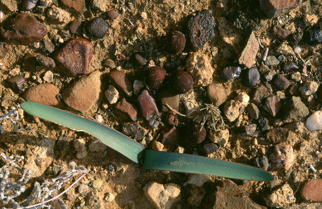 Haemanthus tristis