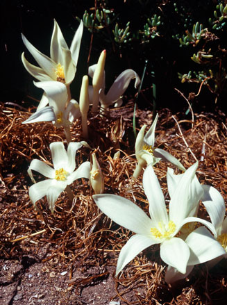 Gethyllis ciliaris