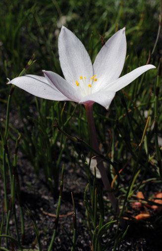 Gethyllis kaapensis