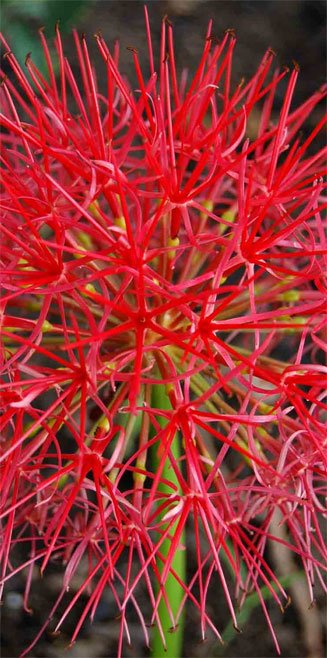 Scadoxus multiflorus subsp. multiflorus (Fire-ball lily)
