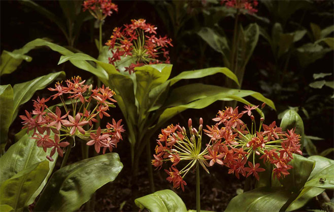 Scadoxus pole-evansii