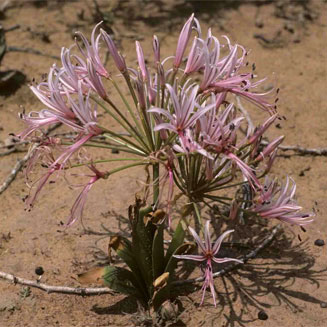 Nerine laticoma