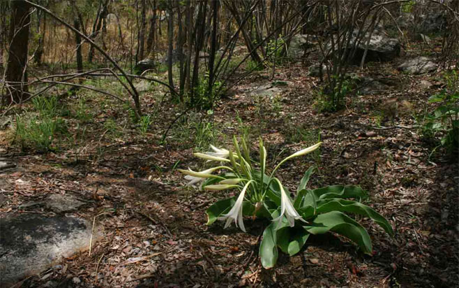 Crinum crassicaule