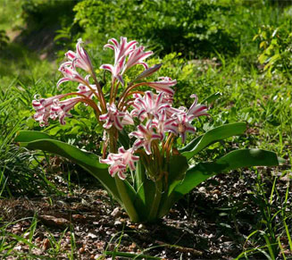 Crinum stuhlmannii (Candy-striped crinum)
