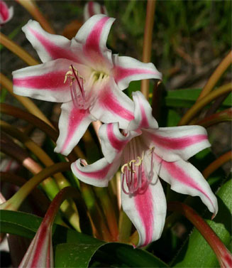 Crinum stuhlmannii (Candy-striped crinum)