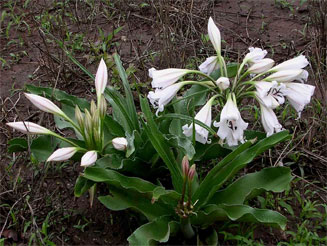 Crinum macowanii (River lily, River crinum)
