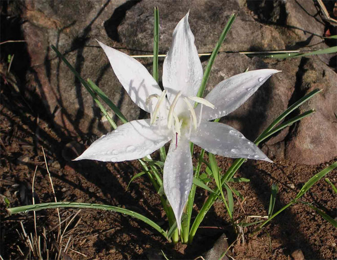 Crinum minimum