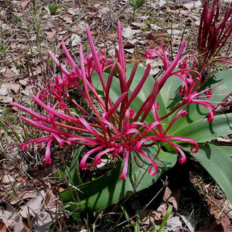 Ammocharis tinneana (Northern ammocharis)