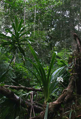 Cryptostephanus vansonii