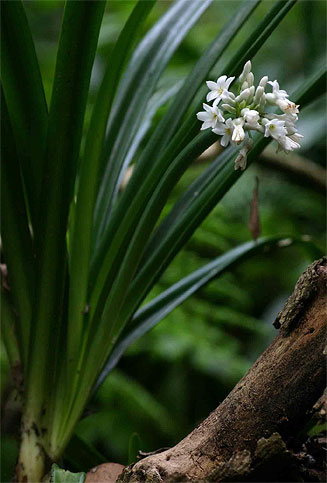 Cryptostephanus vansonii