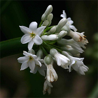 Cryptostephanus vansonii