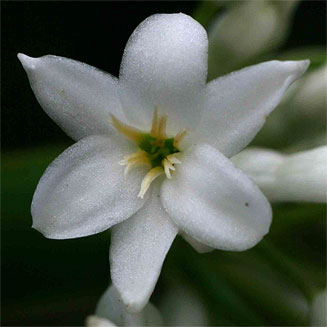 Cryptostephanus vansonii