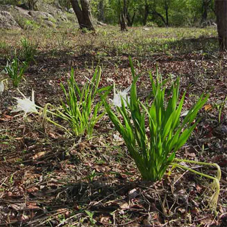 Pancratium tenuifolium