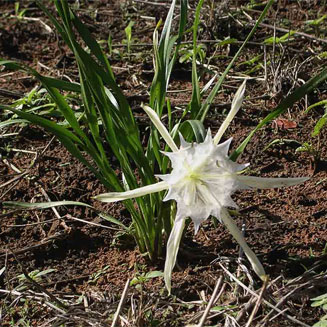 Pancratium tenuifolium