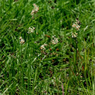 Tulbaghia leucantha (Highland Wild Garlic)