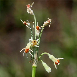 Tulbaghia leucantha (Highland Wild Garlic)