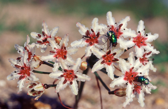 Hessea cinnamomea