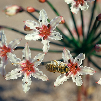 Hessea cinnamomea