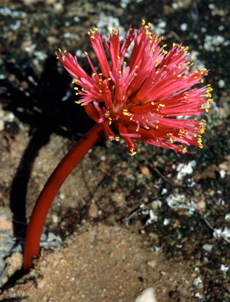 Haemanthus amarylloides