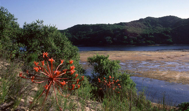 Brunsvigia orientalis (Candelabra flower)