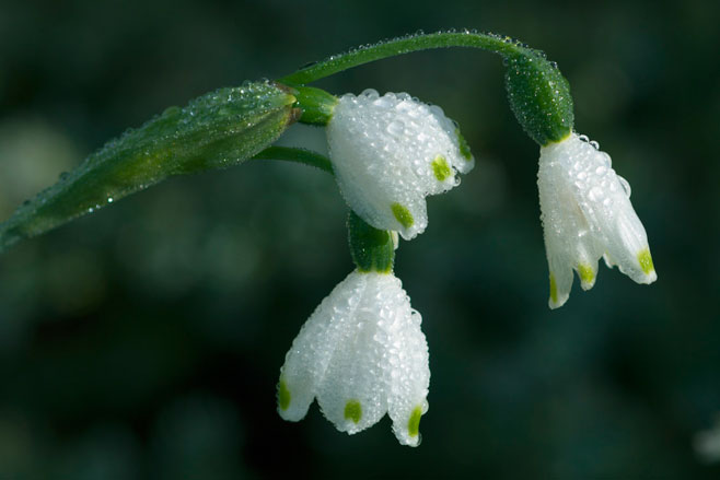 Ipheion uniflorum