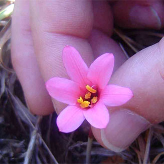 Cyrtanthus galpinii (Galpin's cyrtanthus, Fire lily)