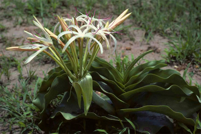 Crinum buphanoides