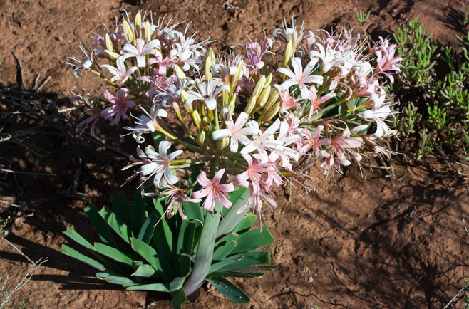 Ammocharis coranica (Ammocharis, Ground lily)