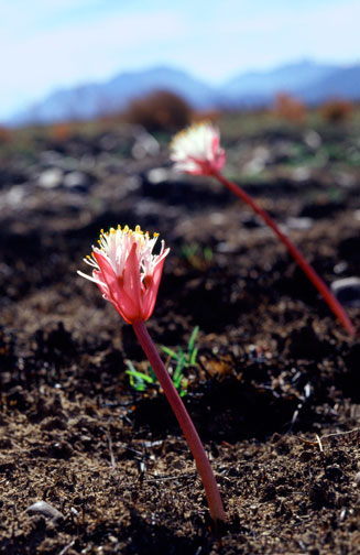 Haemanthus pumilio