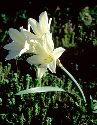 Cyrtanthus loddigesianus