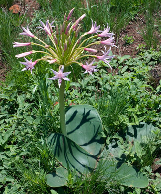 Brunsvigia natalensis (Natal candelabra flower)