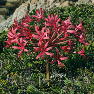 Brunsvigia gregaria