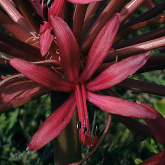 Brunsvigia gregaria