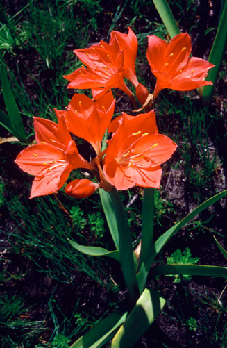 Cyrtanthus elatus