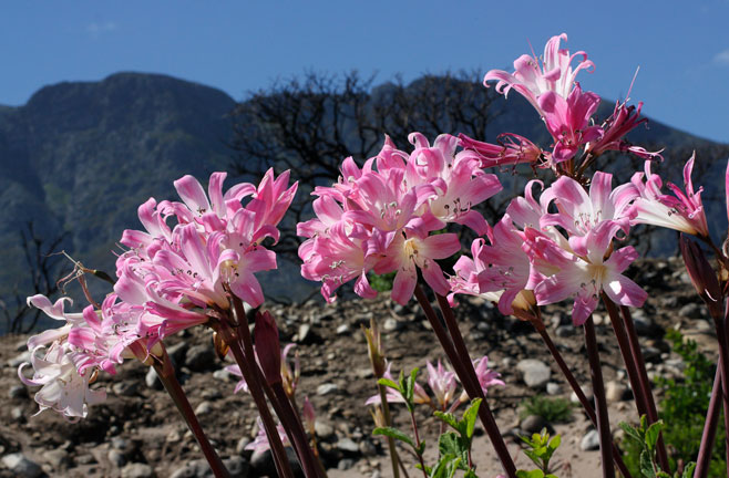 Amaryllis belladonna (March lily, Belladonna)