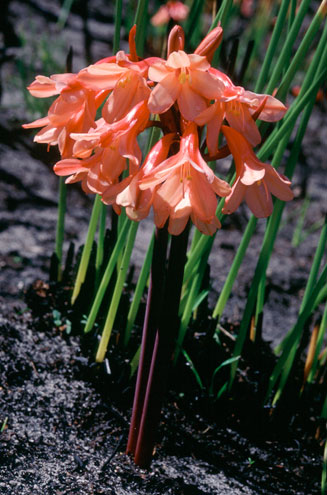 Cyrtanthus ventricosus