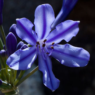 Agapanthus africanus