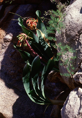 Cyrtanthus herrei