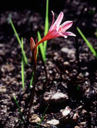 Cyrtanthus debilis
