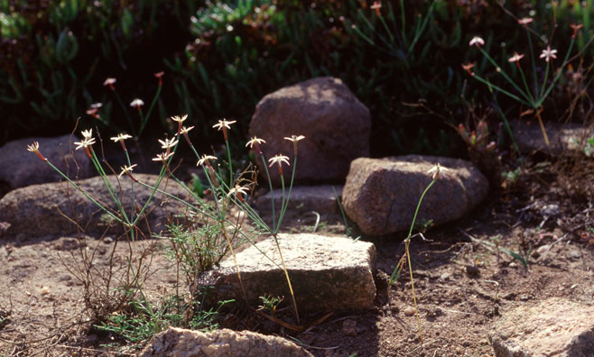 Hessea stenosiphon