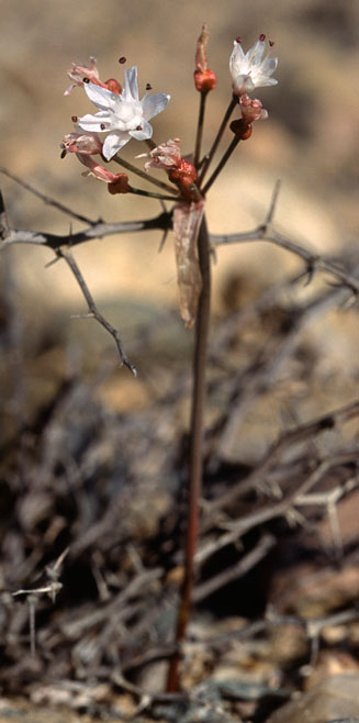 Strumaria bidentata
